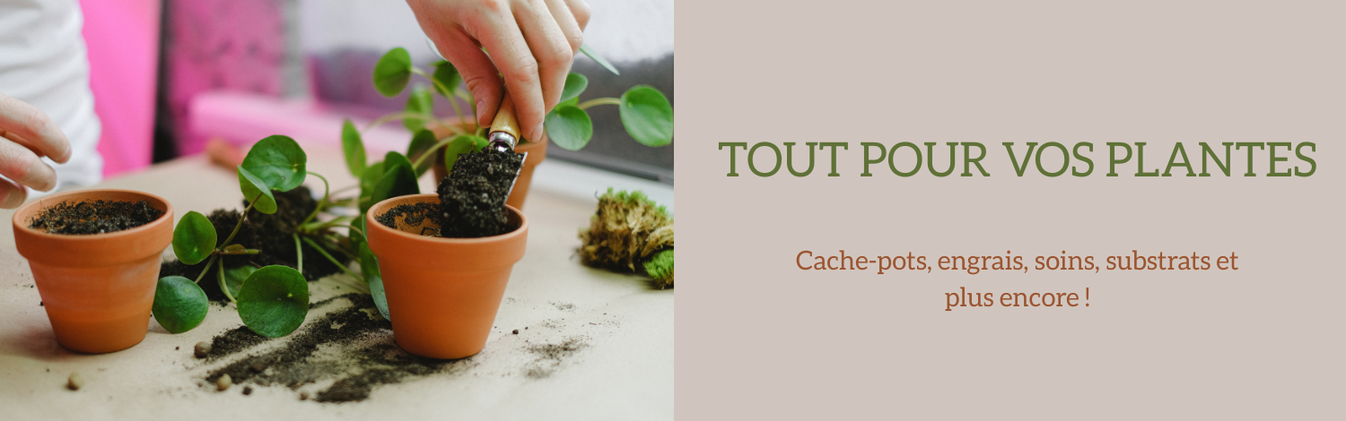 Bannière plante